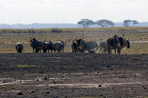 Kenia (137)